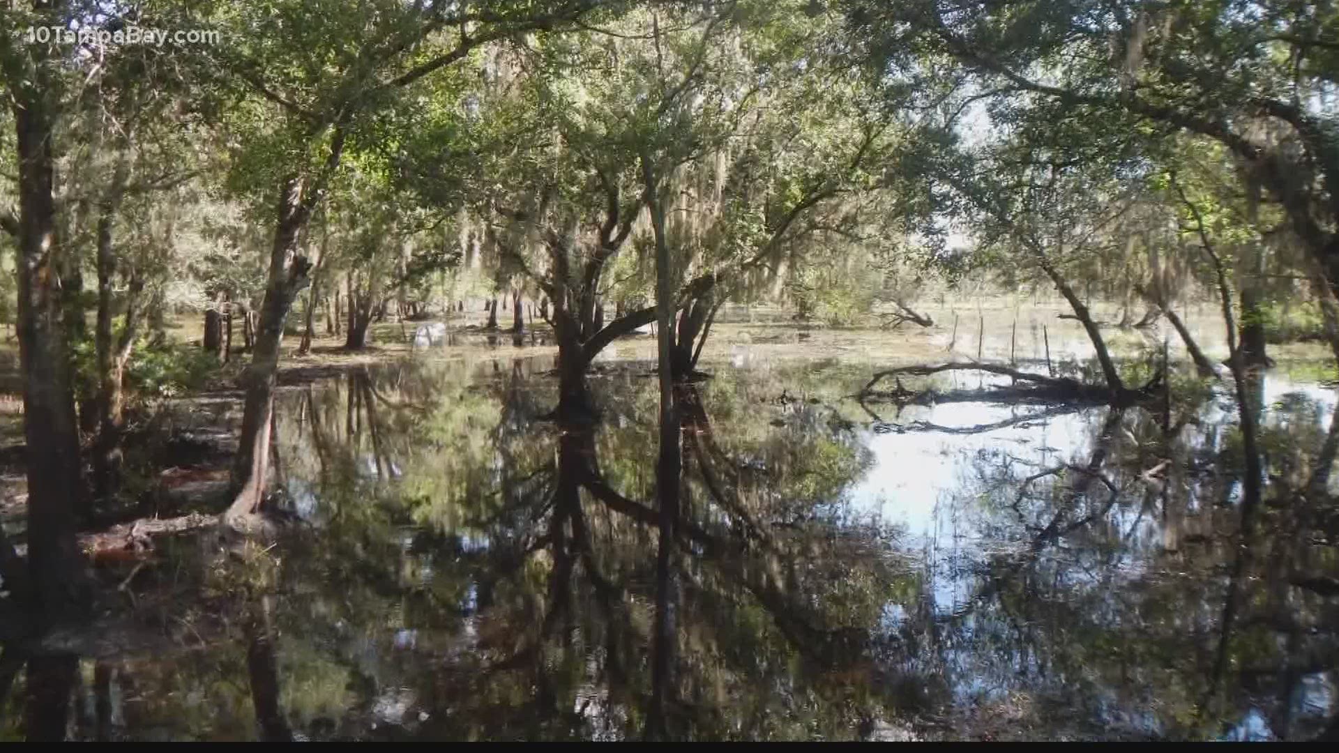 The Conservation Foundation of the Gulf Coast says the headwaters are part of the Myakka Headwaters Preserve.