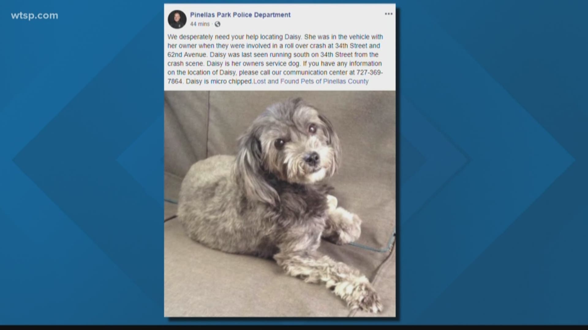 A service dog named Daisy is missing after its owner got into a rollover wreck.

The crash happened at 34th Street and 62nd Avenue, according to the Pinellas Park Police Department.
