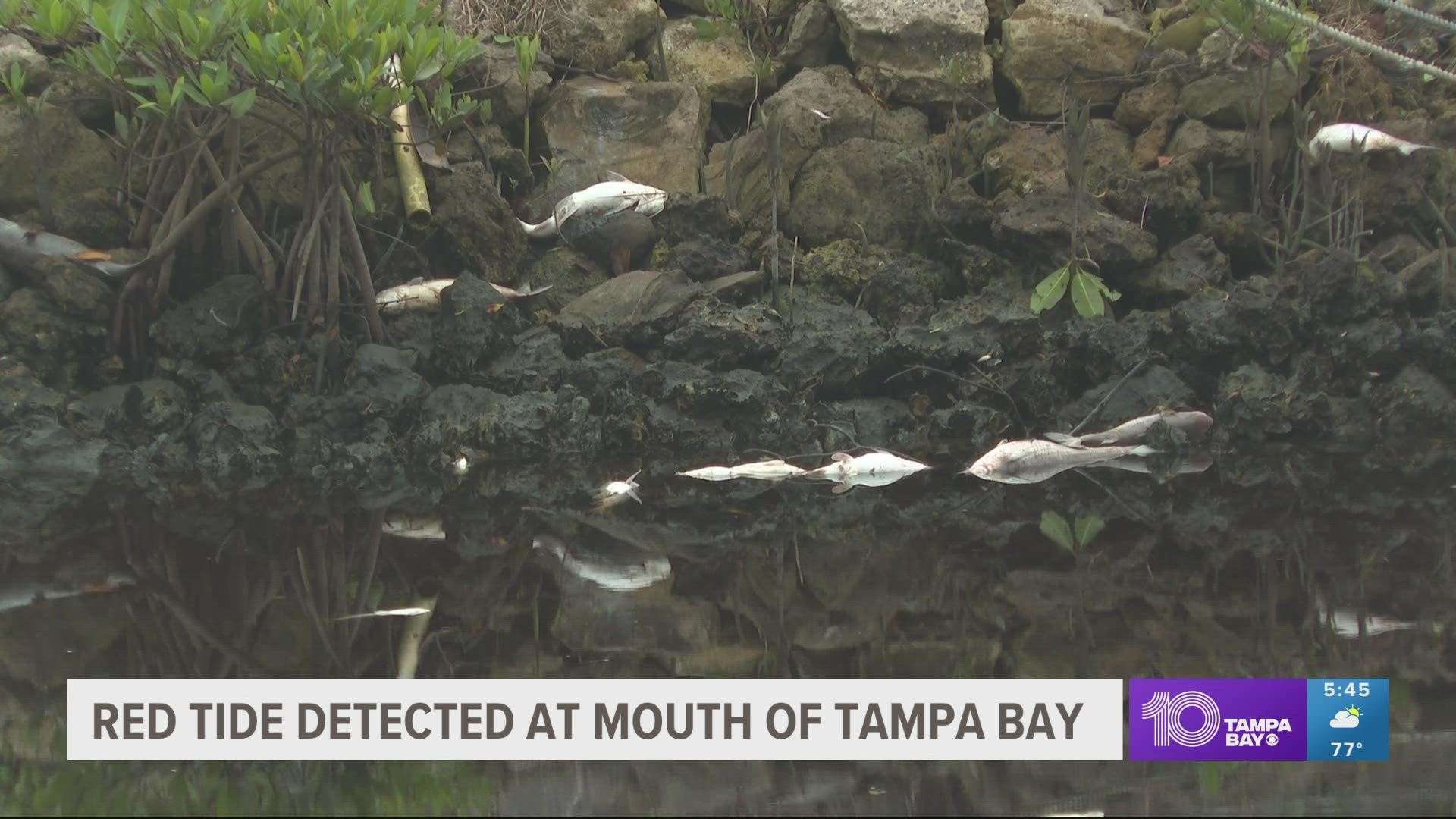 Red tide continues to plague Southwest Florida and now, the algae bloom is drifting closer to Tampa Bay.