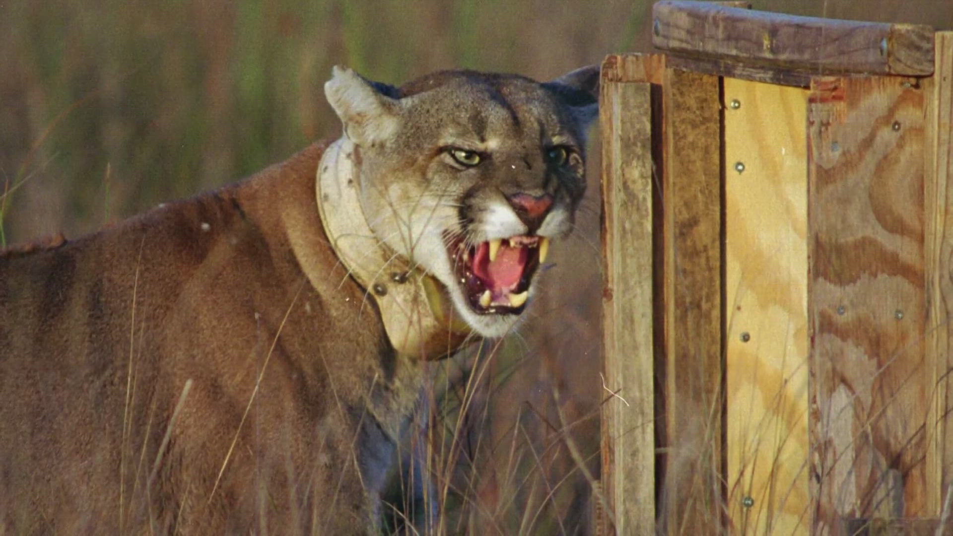 Officials say this marks a total of 32 Florida panther deaths this year.