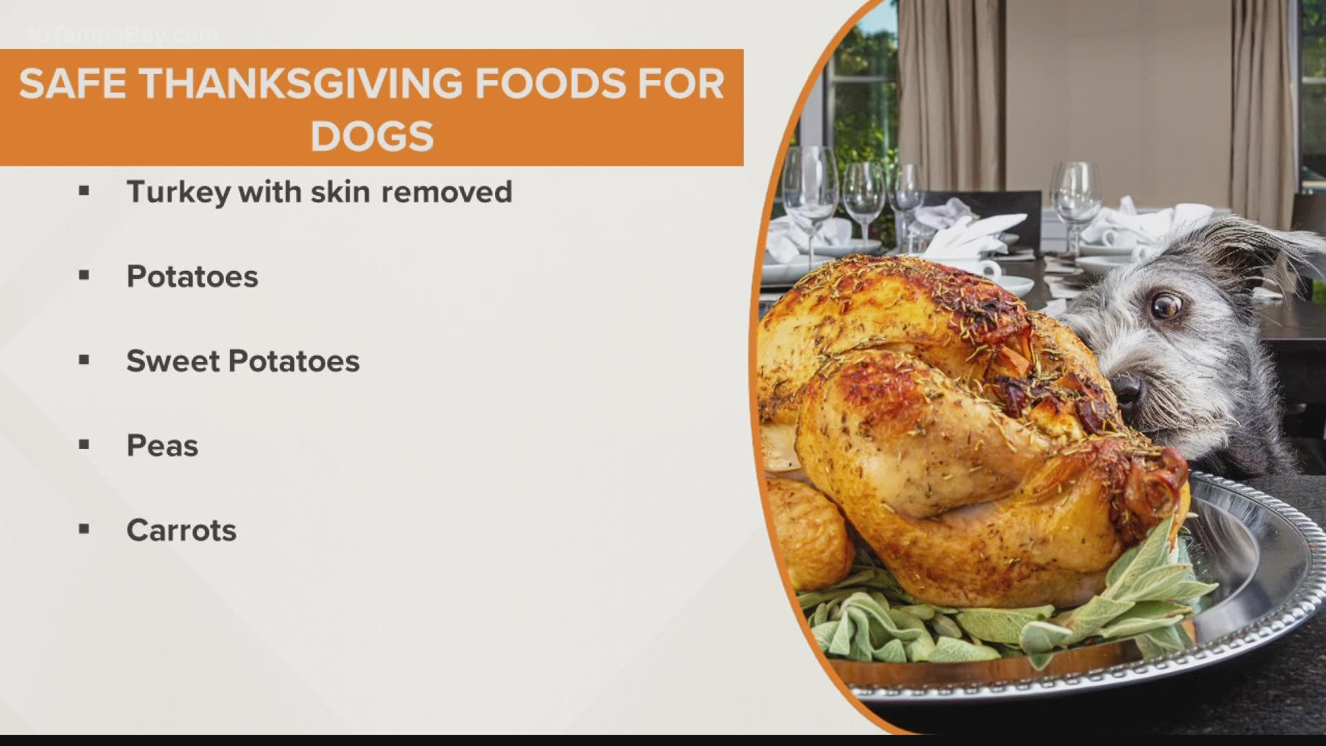 can dogs eat thanksgiving turkey