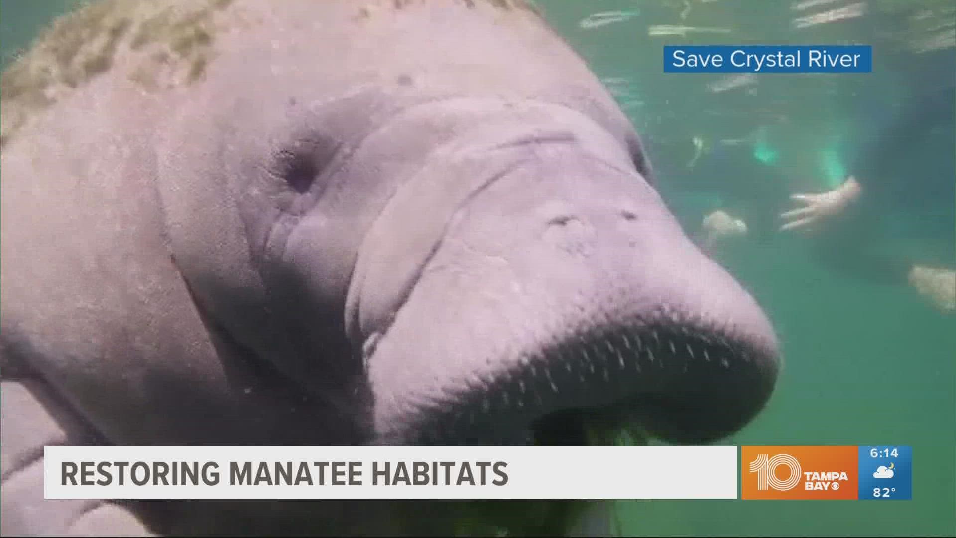 Their efforts are focused on restoring eelgrass for manatees to feed on.