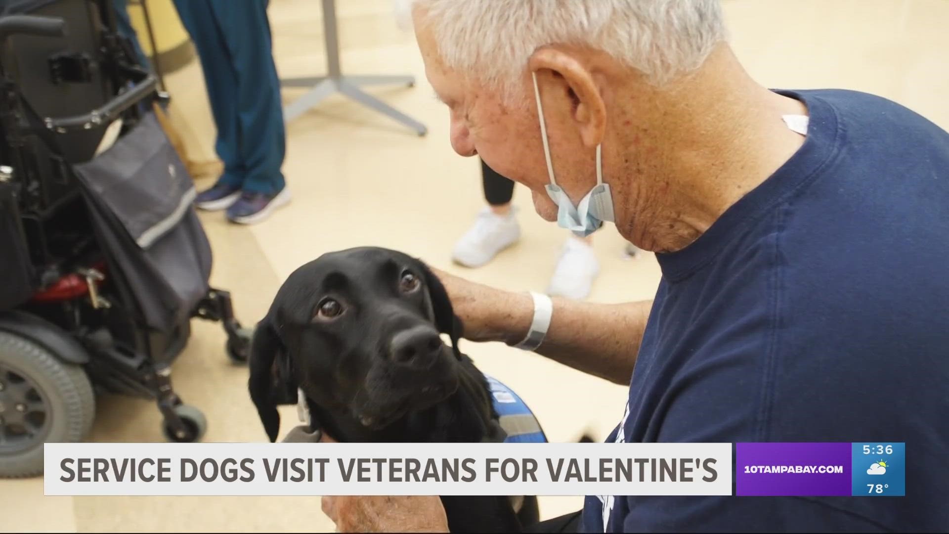 The pups offered veterans hugs and practiced their skills by retrieving different Valentine's Day gifts.