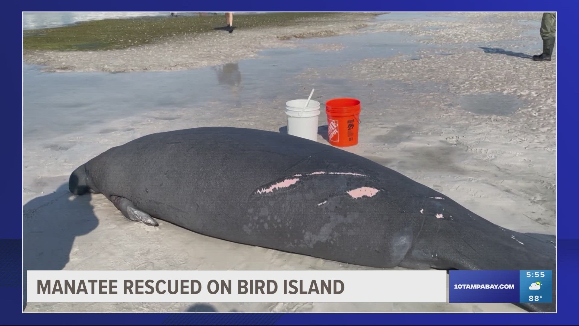 The 10-foot-11 female manatee was estimated to be between 10 and 20 years old, weighing around 1,000 pounds.