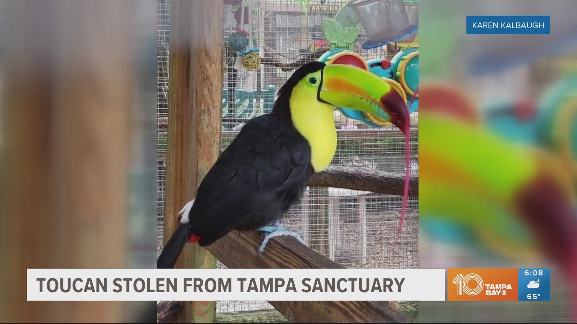 A worker noticed "Maggie" was missing when they went into the aviary to feed the birds.