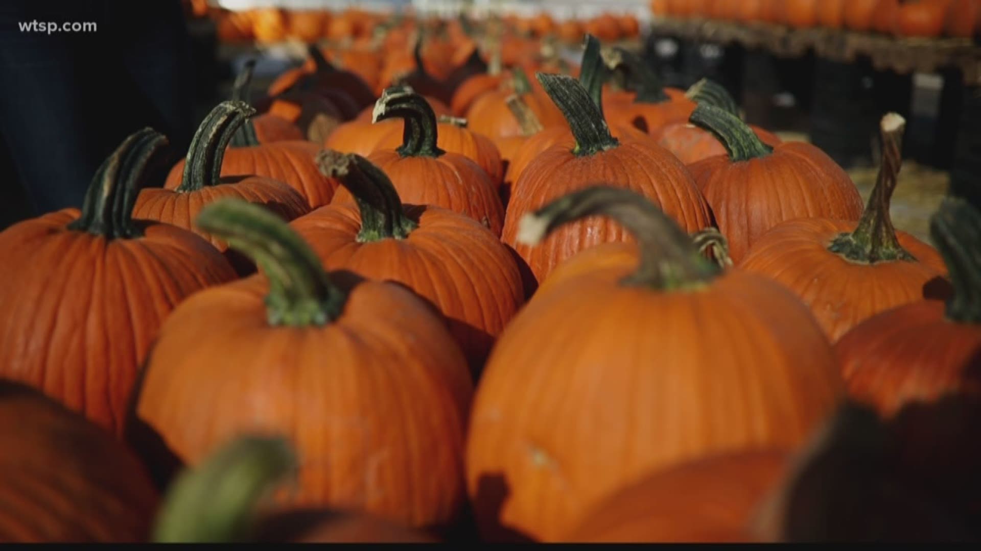 A look at the variety of pumpkins at Gallagher's Pumpkins & Christmas Trees.