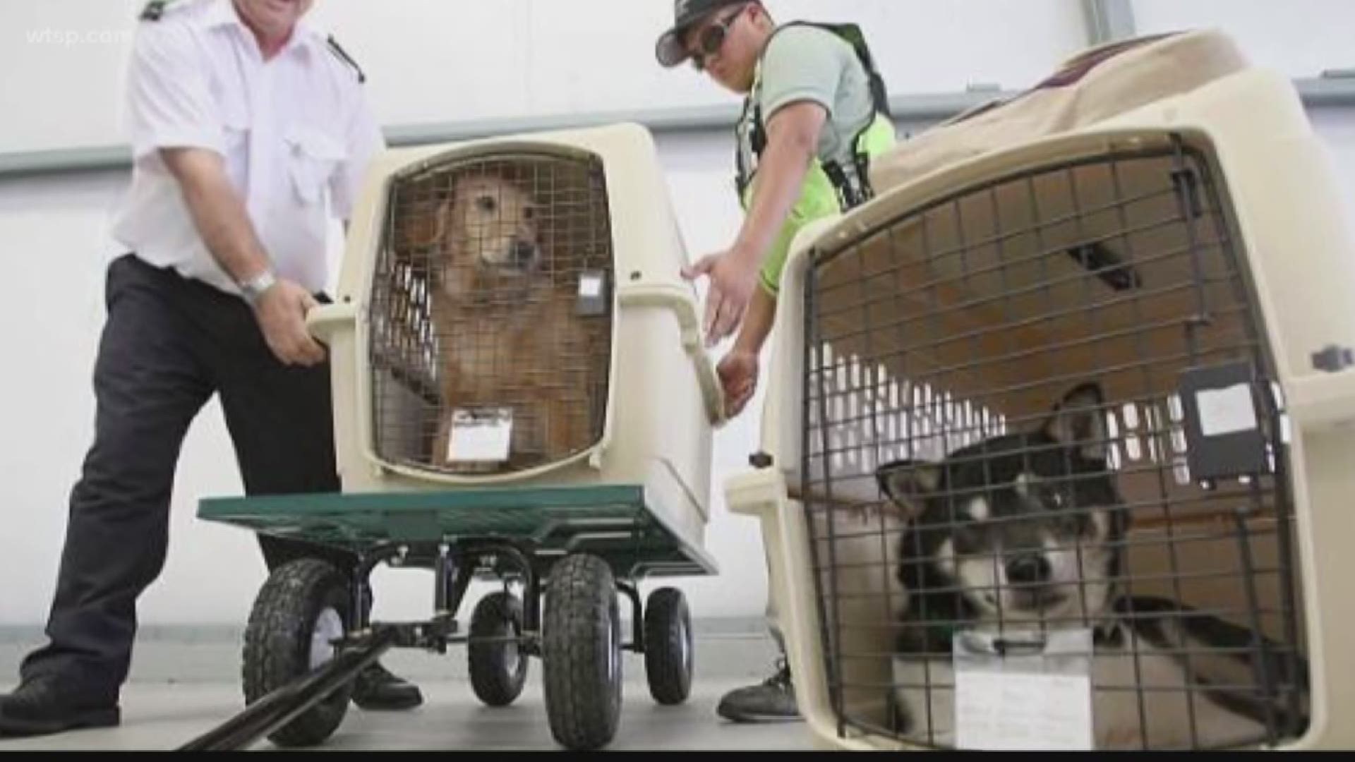 Pets on a plane? You can prepare but it's not without risk, vet says