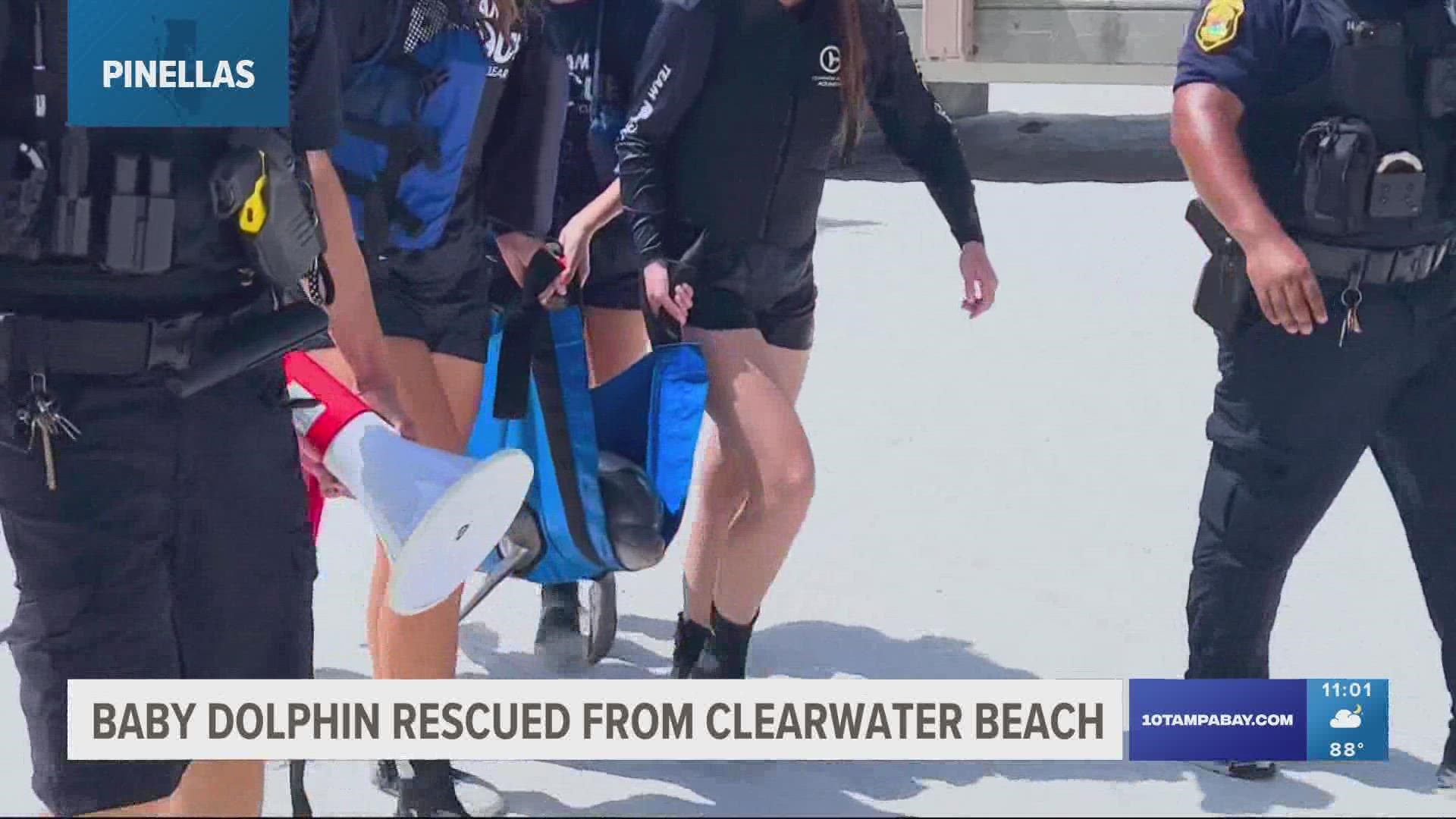 Clearwater Marine Aquarium attempted to release the baby dolphin just before 3:15 p.m. but was unable to reunite the calf with its mother.