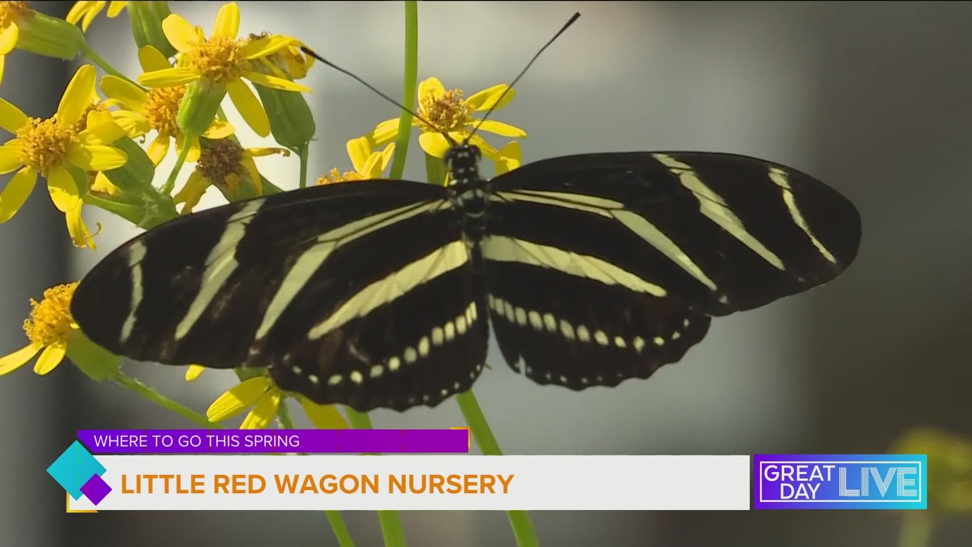 Anita Camacho from Little Red Wagon Nursery talks native plants and butterflies!