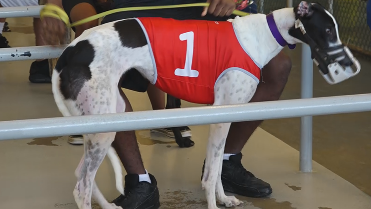 Here's what else to do at Derby Lane besides greyhound racing | wtsp.com