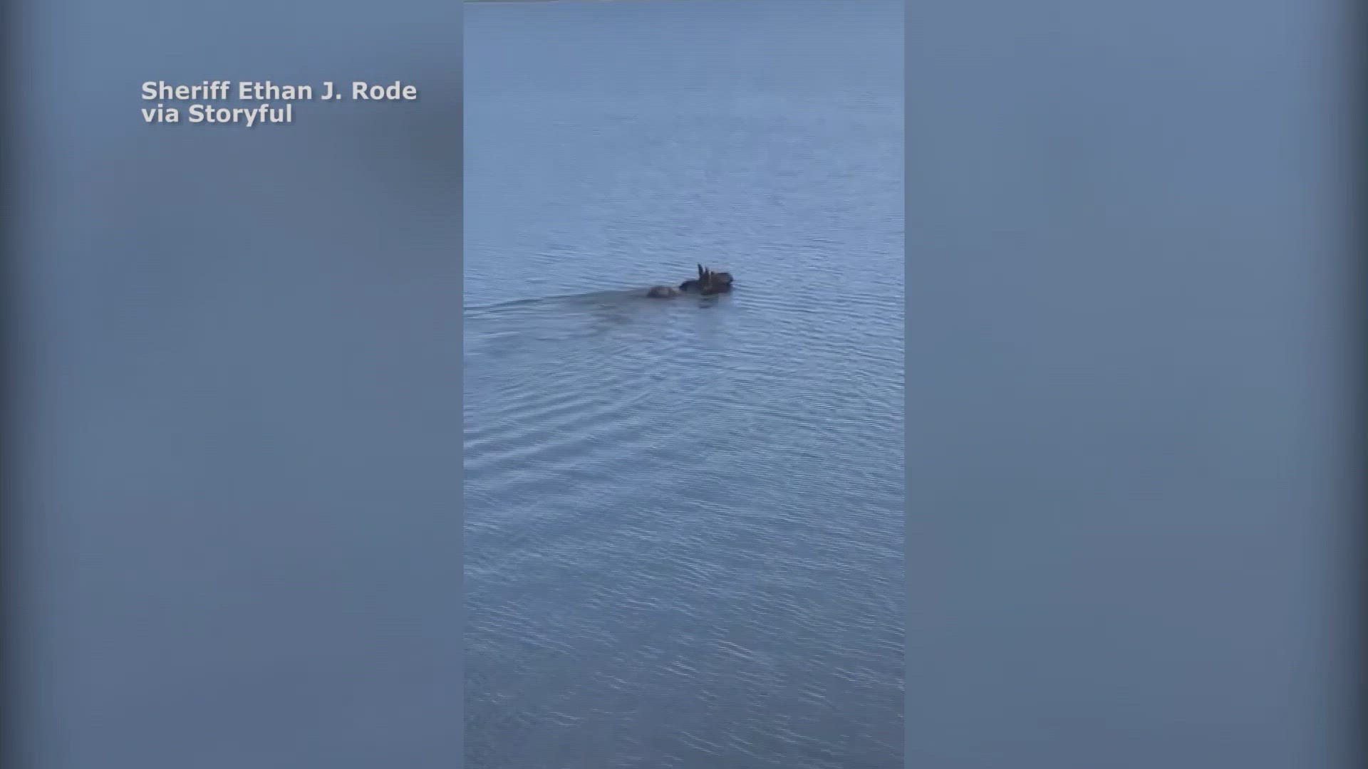 This moose said it was a good day for a swim in North Dakota.