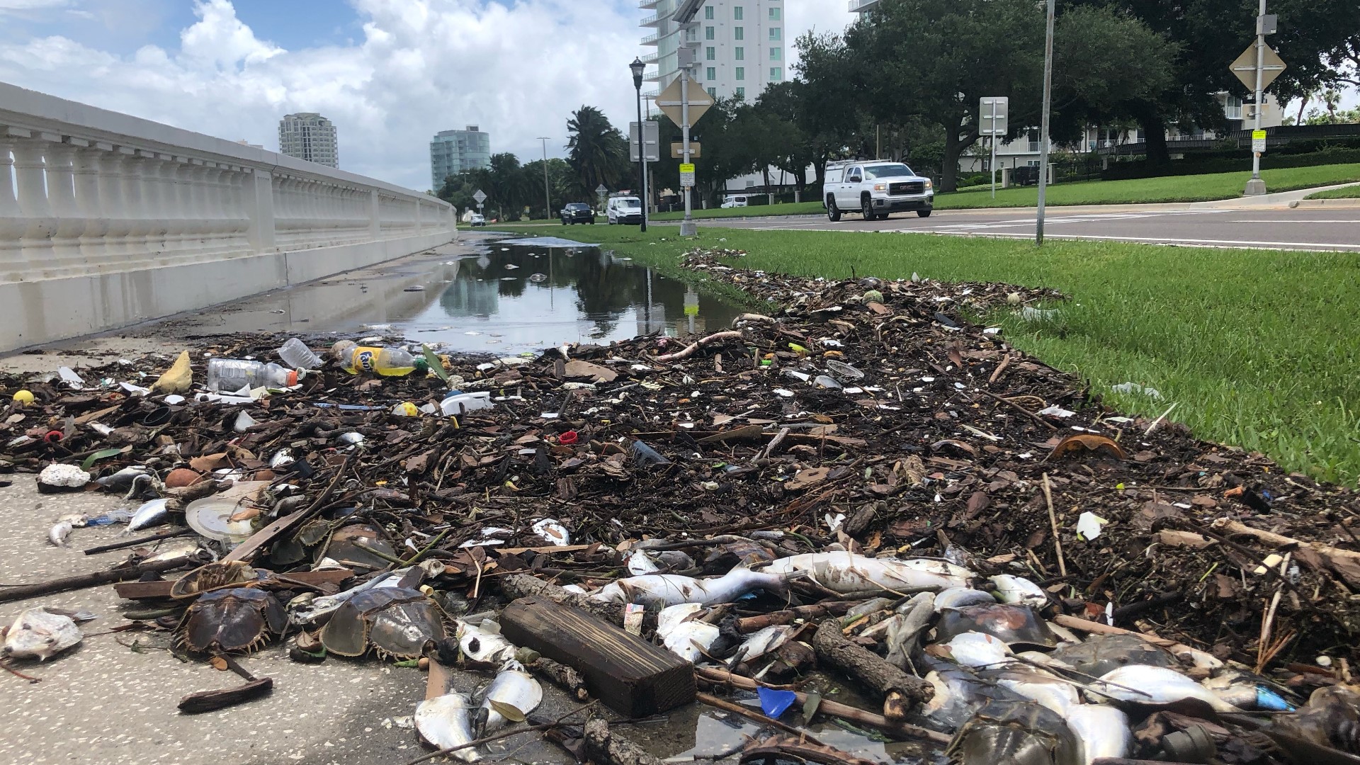 Thousands of dead fish washed up on Bayshore Blvd in south Tampa.