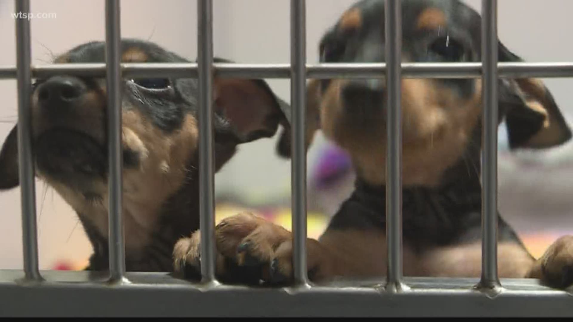 Animals in shelters are being killed because there isn't enough space for them -- even here in Tampa Bay.
