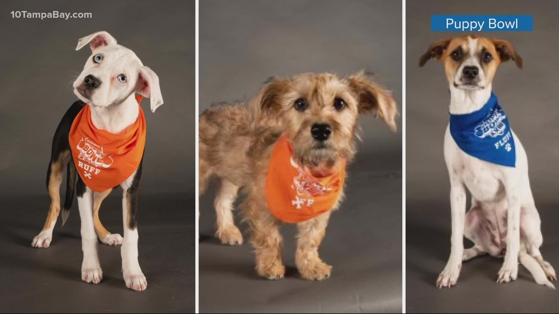 All three superstar athletes have found their fur-ever homes since pre-taping the game.