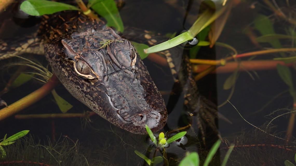 Video Gator S Teeth Used To Shotgun A Beer Wtsp Com