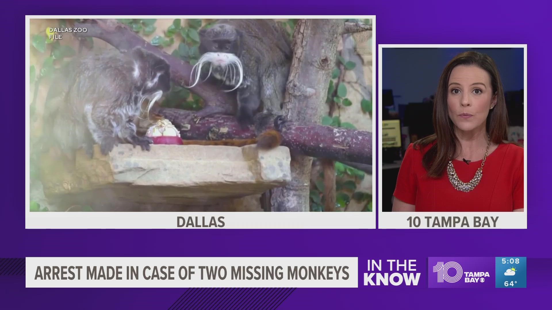 WFAA recently reported the monkeys were found in an empty church in Lancaster.