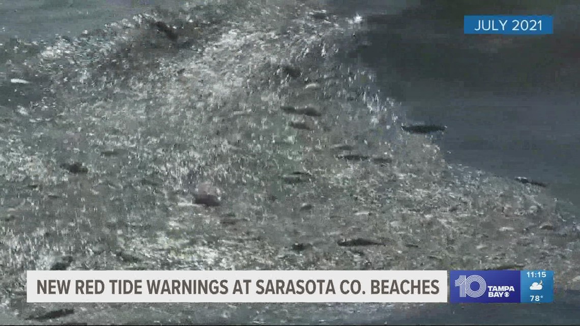 Sarasota County reimplements red tide warnings at multiple beaches