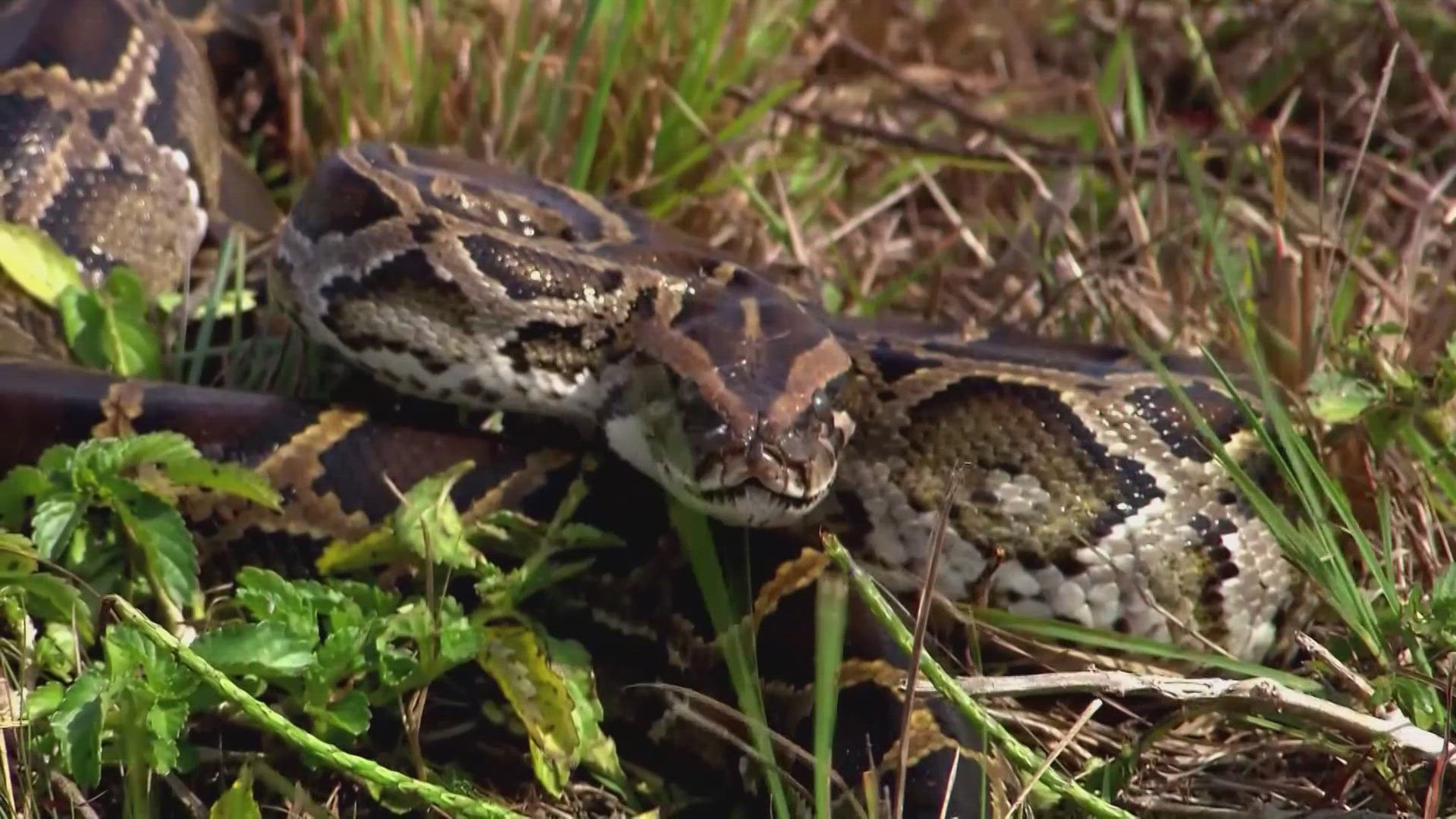 According to USGS officials, many of these species likely entered the Bay area through flood waters from the recent storms.