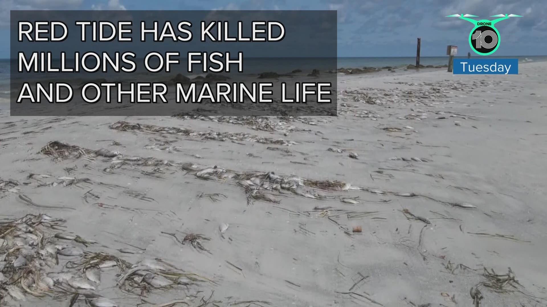 Red tide has killed millions of fish and sea life, leaving city workers to clean it up. So, where does it all go?