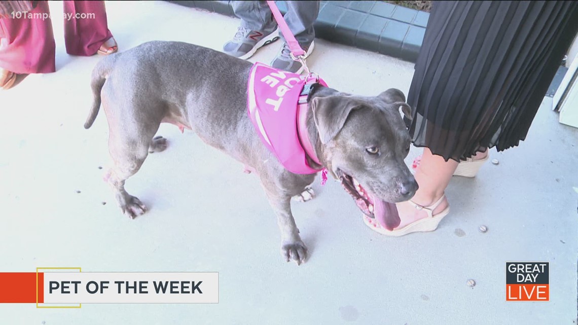Pet of the week: Lolli | wtsp.com