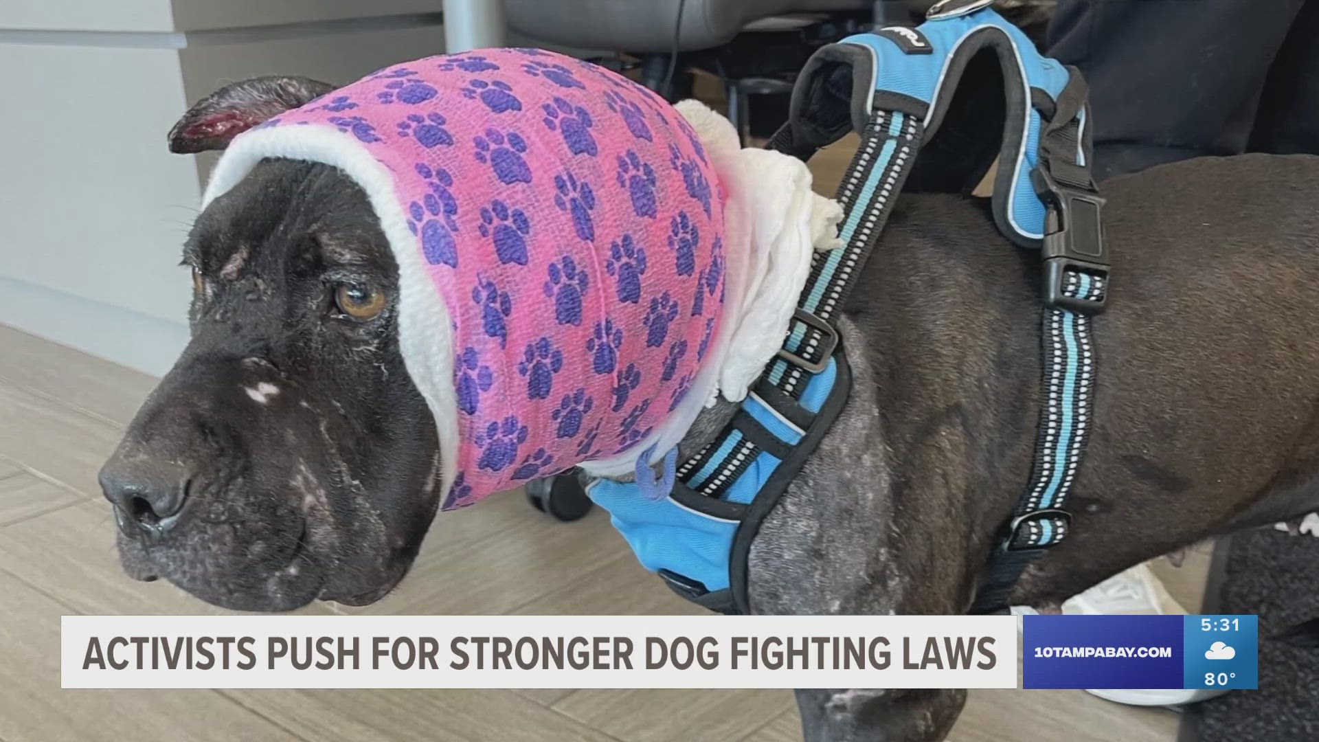 In Florida, dog fighting is a third-degree felony with a maximum penalty of five years in prison and a $5,000 fine.