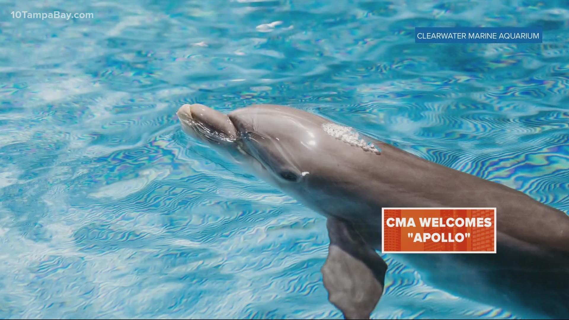 The aquarium says Apollo has hearing loss, which compromises his ability to echolocate. Because of this, he wasn't able to be released back into the wild.