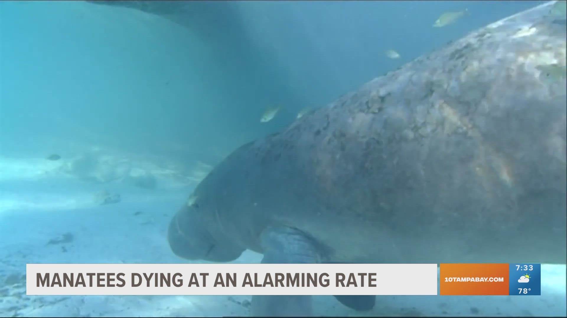 Officials say the manatees are starving to death.