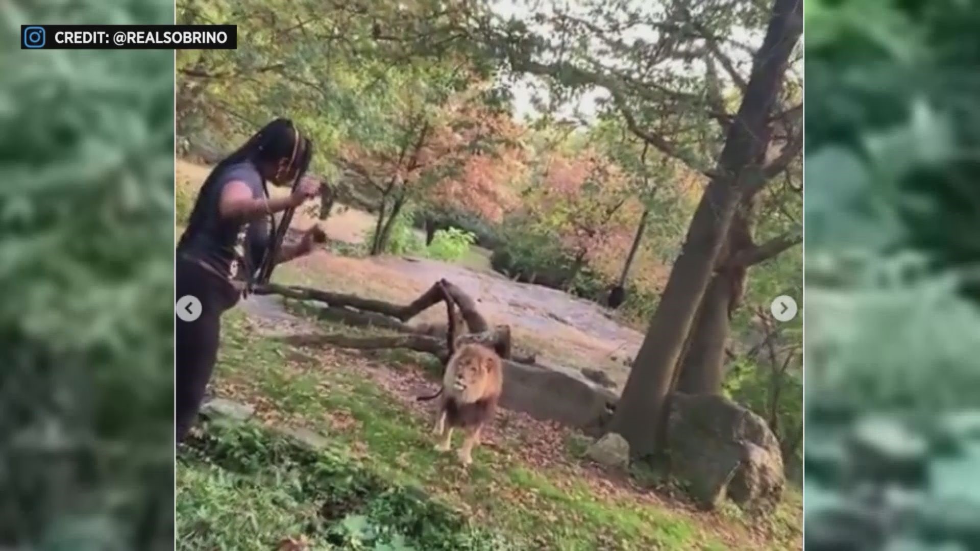 Police are searching for a woman who got past the lion enclosure fence at the Bronx Zoo and appeared to taunt the animal, CBS New York reports.