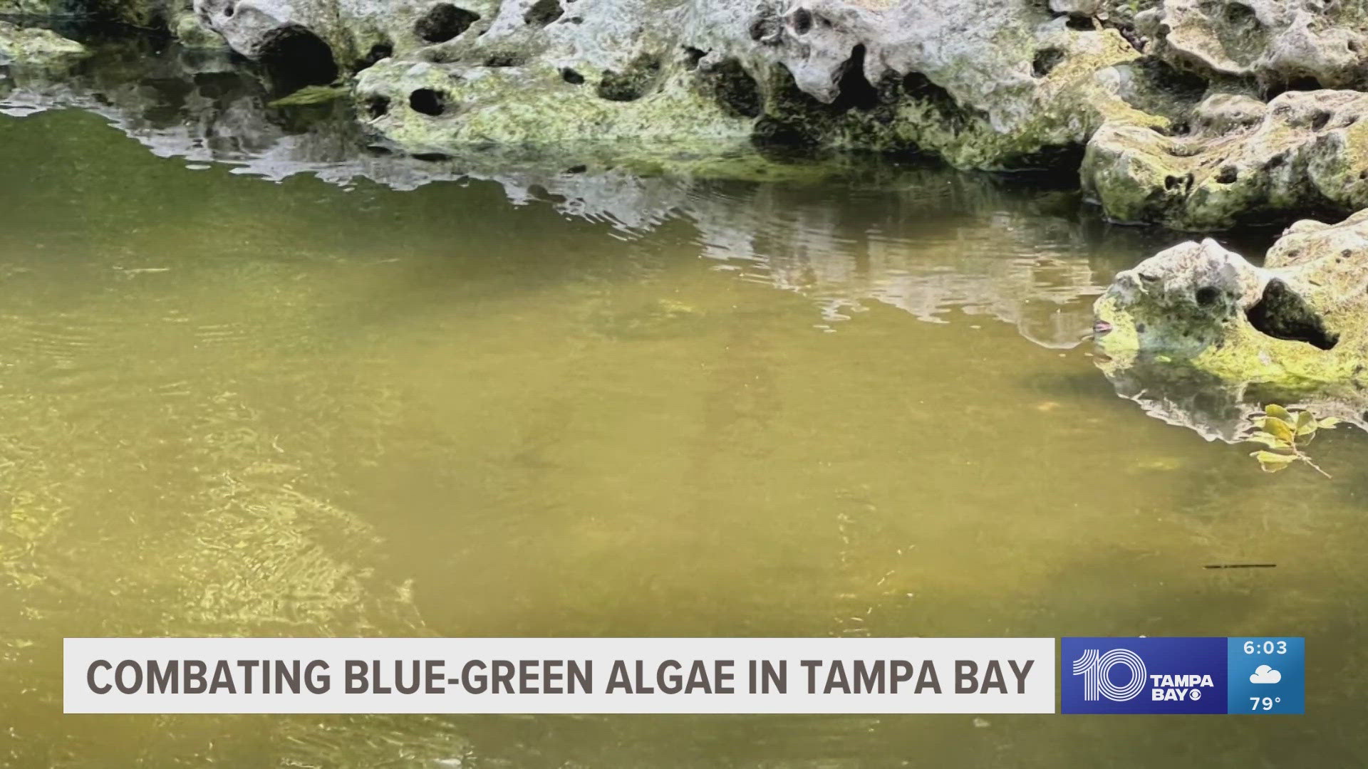 Blue-green algae blooms can be toxic to people and animals.
