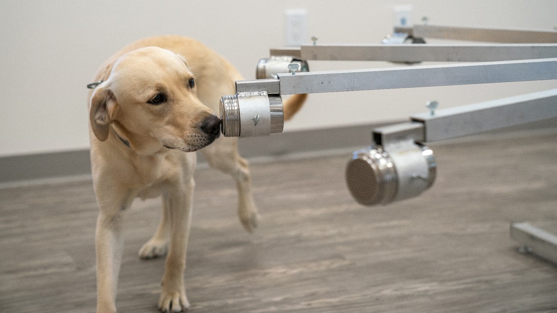 Doctors Hospital of Sarasota gets COVID-19 detection dog - Vimarsana News