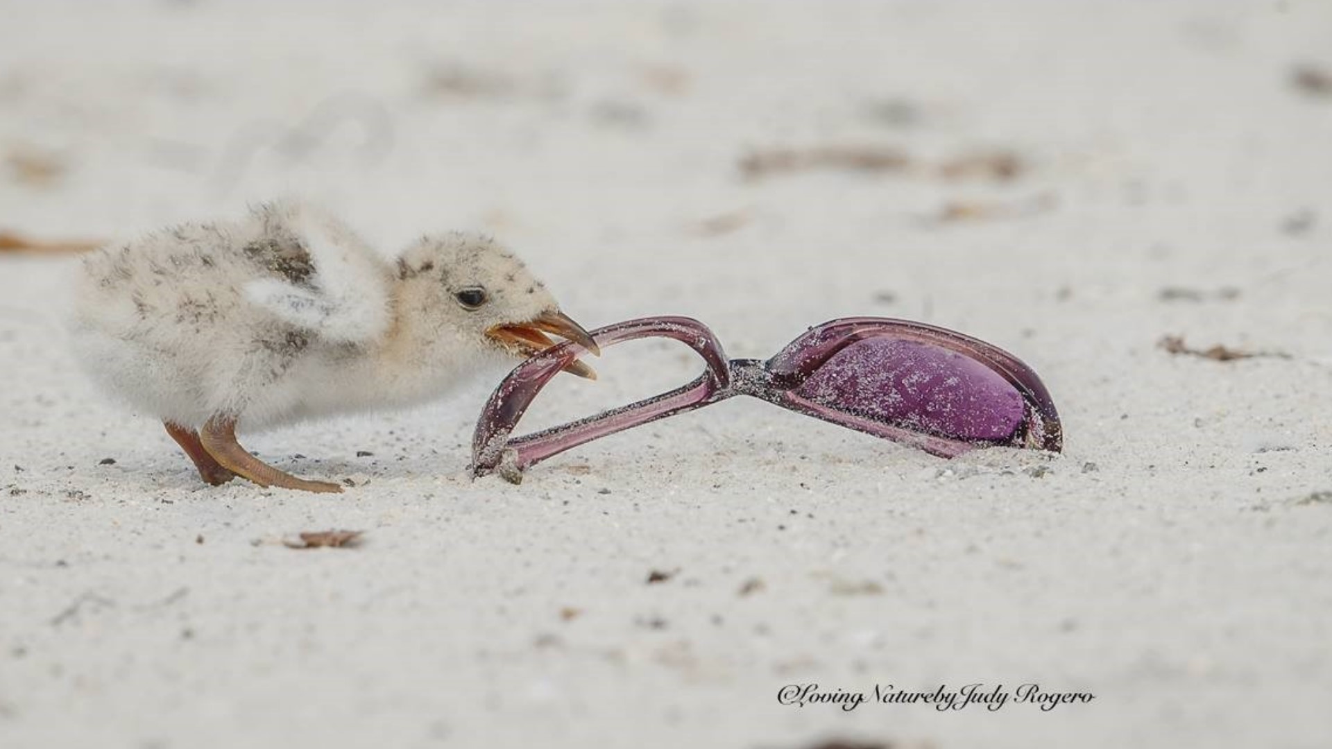 These disturbing photos show how birds are eating our plastic