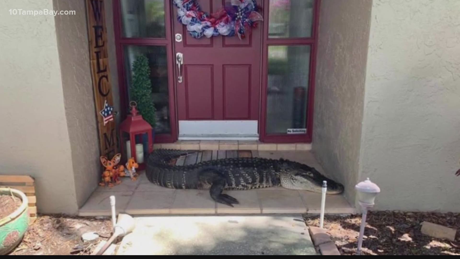 A family in Tampa woke up to find something on their front porch that they did not order from Amazon -- an 8-foot alligator with two missing limbs.