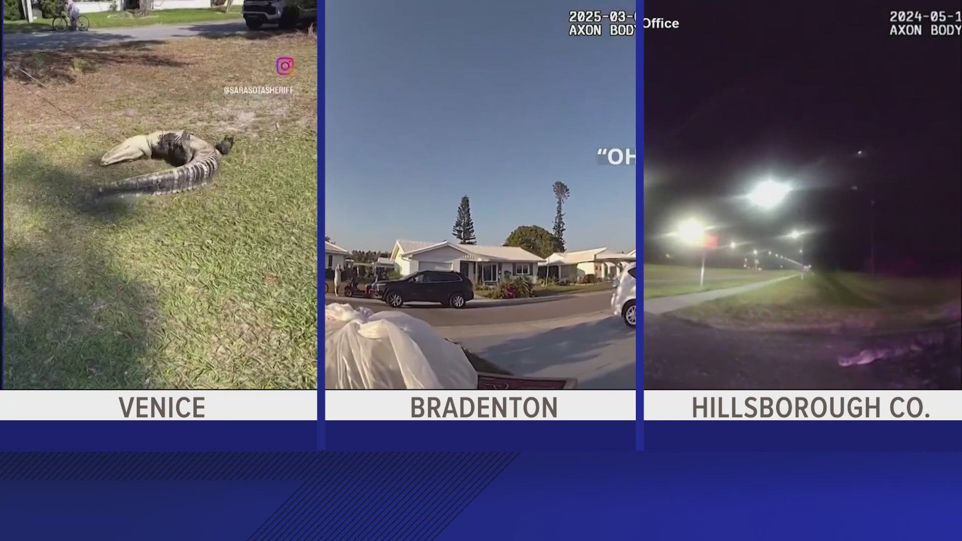 April has arrived, and so has mating season for one of Florida's "snappiest" creatures, the alligator.