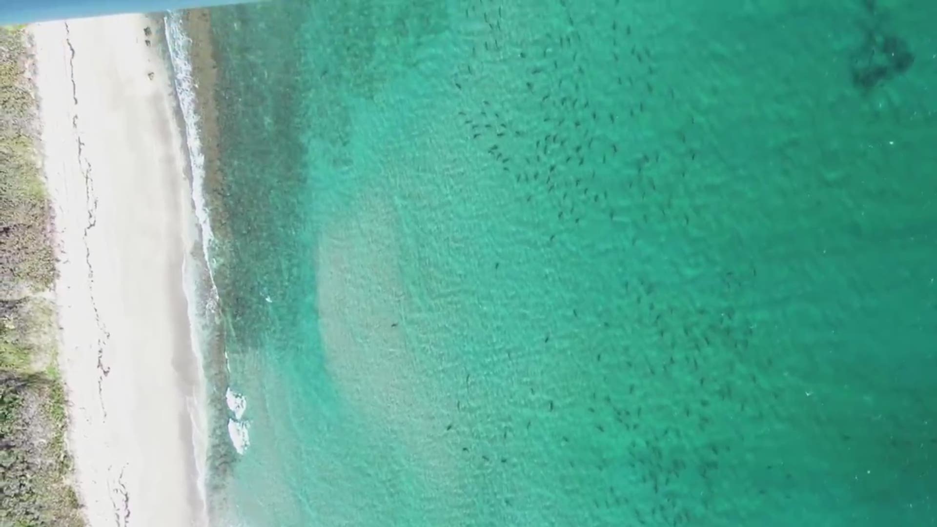 INCREDIBLE VIDEO Blacktip shark migration plummets in Florida