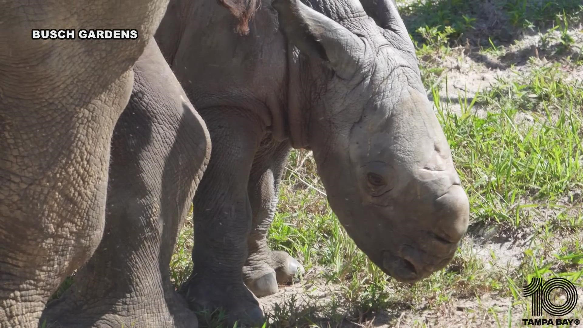 Busch Gardens announces birth of baby Southern White Rhino