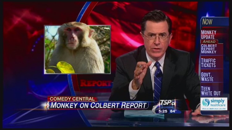 Look Back: Colbert on the Mystery Monkey | wtsp.com