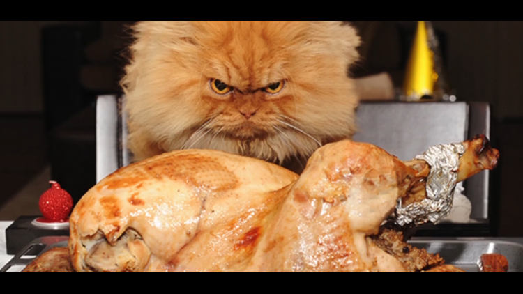 Look out, Grumpy Cat: Garfi 'angry cat' photos go viral