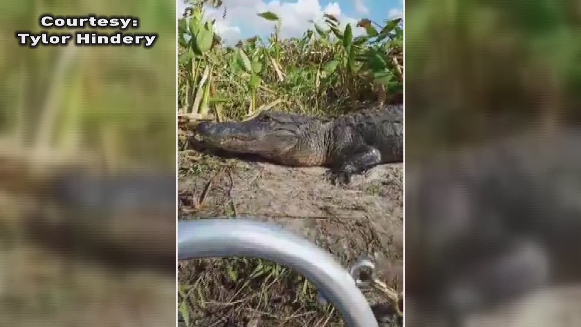 Tourists have close call when gator jumps into boat | wtsp.com