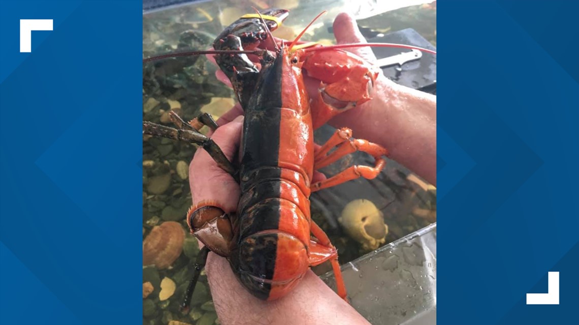 Maine rare 2toned lobster caught by fisherman