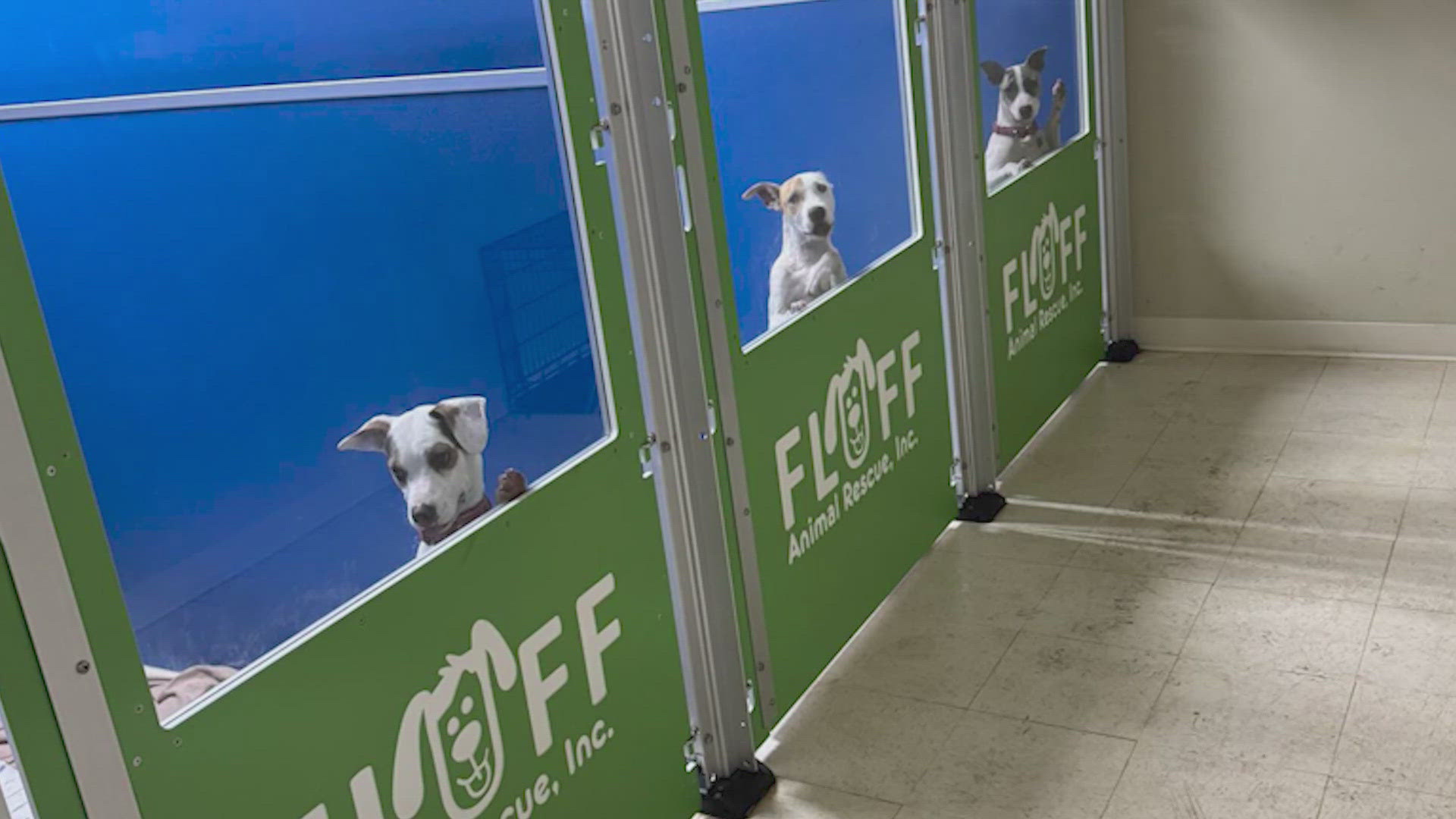Fluff Animal Rescue's air conditioning went out, and staff are looking for foster families and donations.