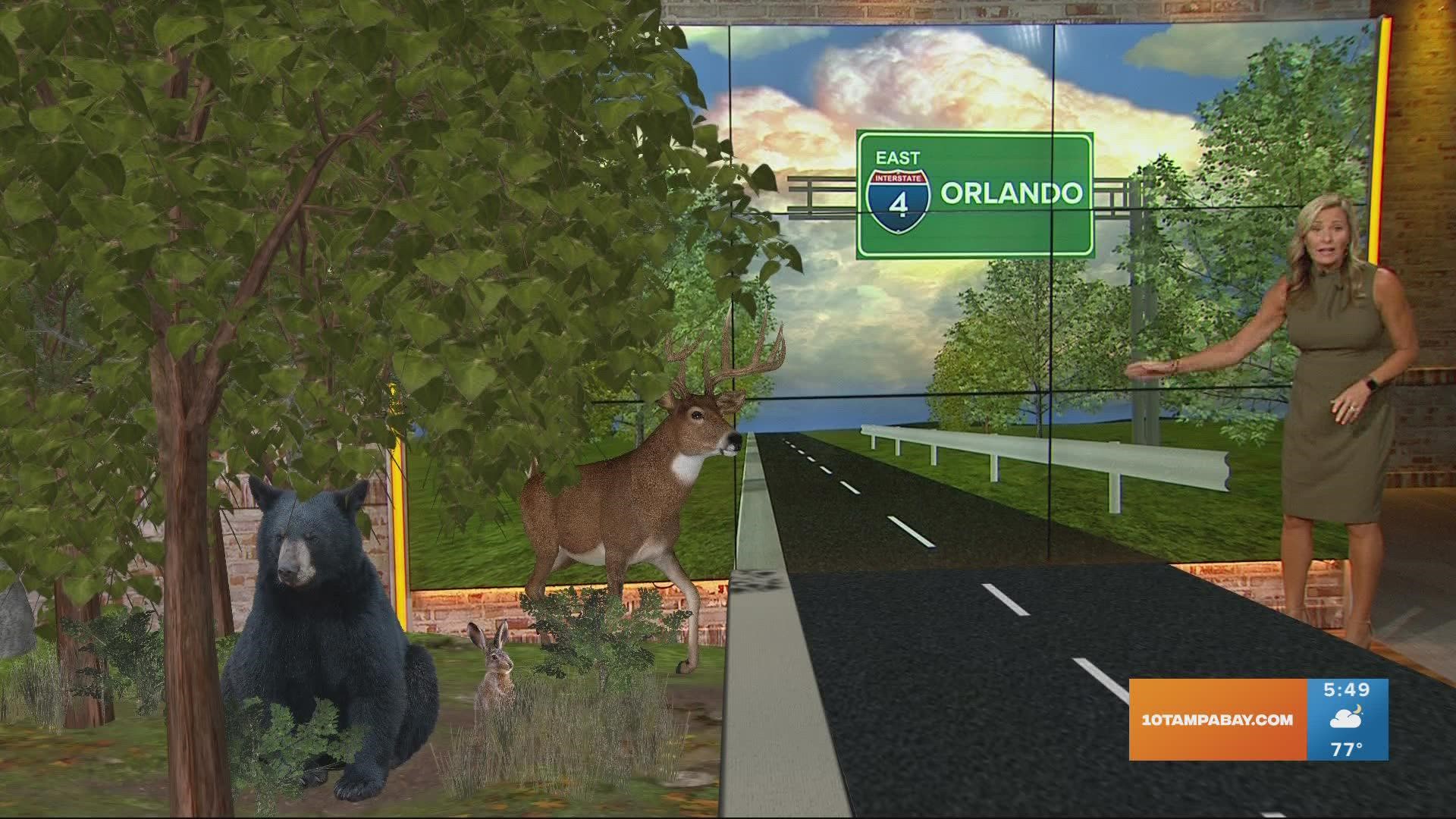 The project, expected to be completed by summer 2023, would help wildlife get from one side of Interstate 4 to the other safely.