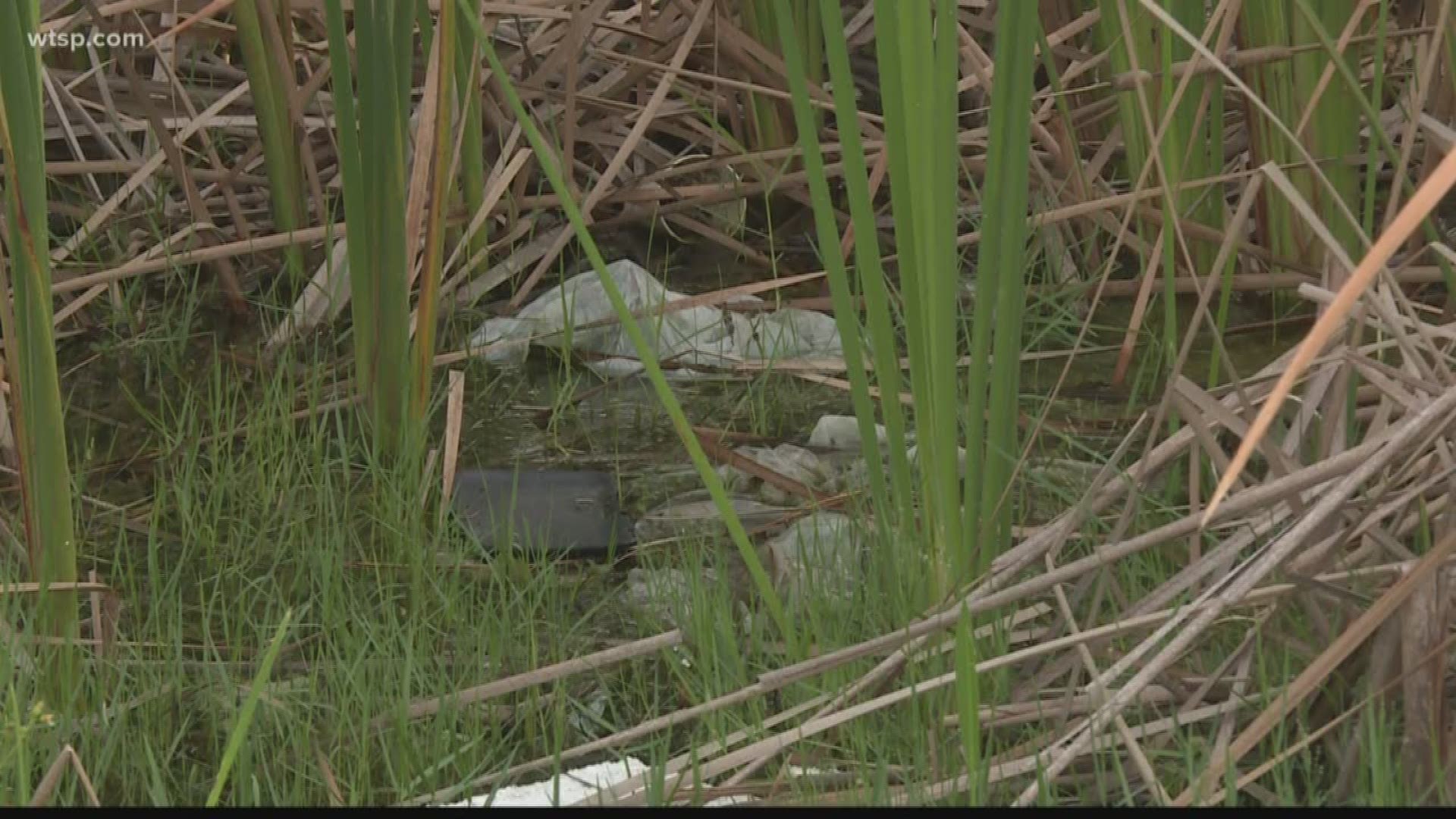 The Pinellas County Sheriff’s Office said it was investigating after a body was found.

Deputies said the body was found near a retention pond behind a Seminole Winn Dixie Sunday afternoon.

Law enforcement said they weren’t sure how long the body had been there because of being exposed to the outside elements.

The body will be taken to the Medical Examiner’s office to find out manner and cause of death.