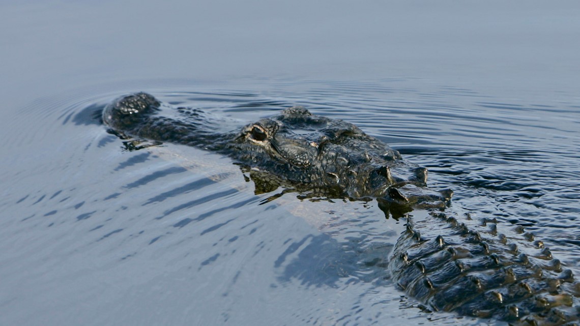 Deinosuchus: The King Of The Crocodilians 