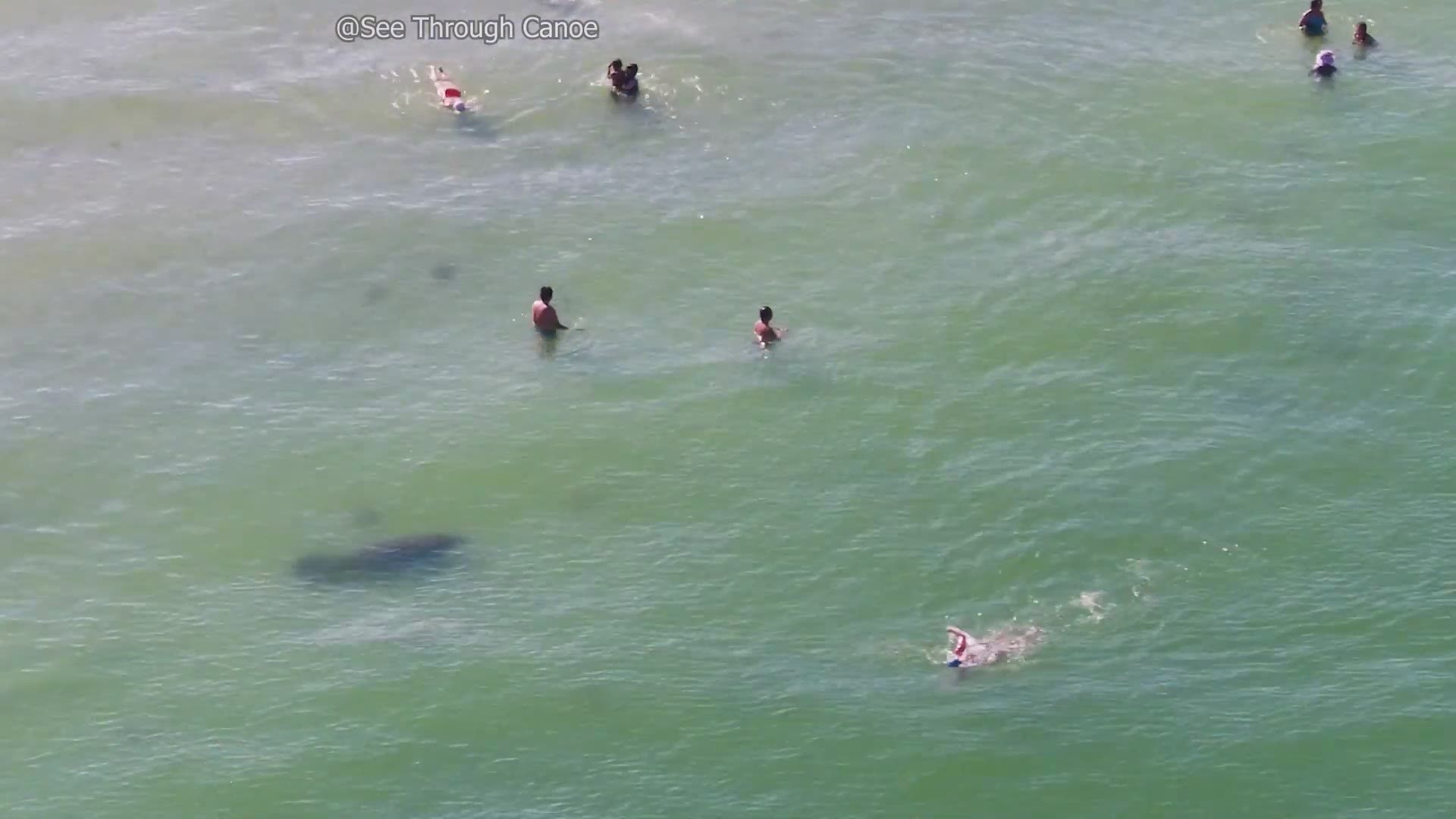 The sea cow went largely unnoticed by beachgoers as it swam among them.