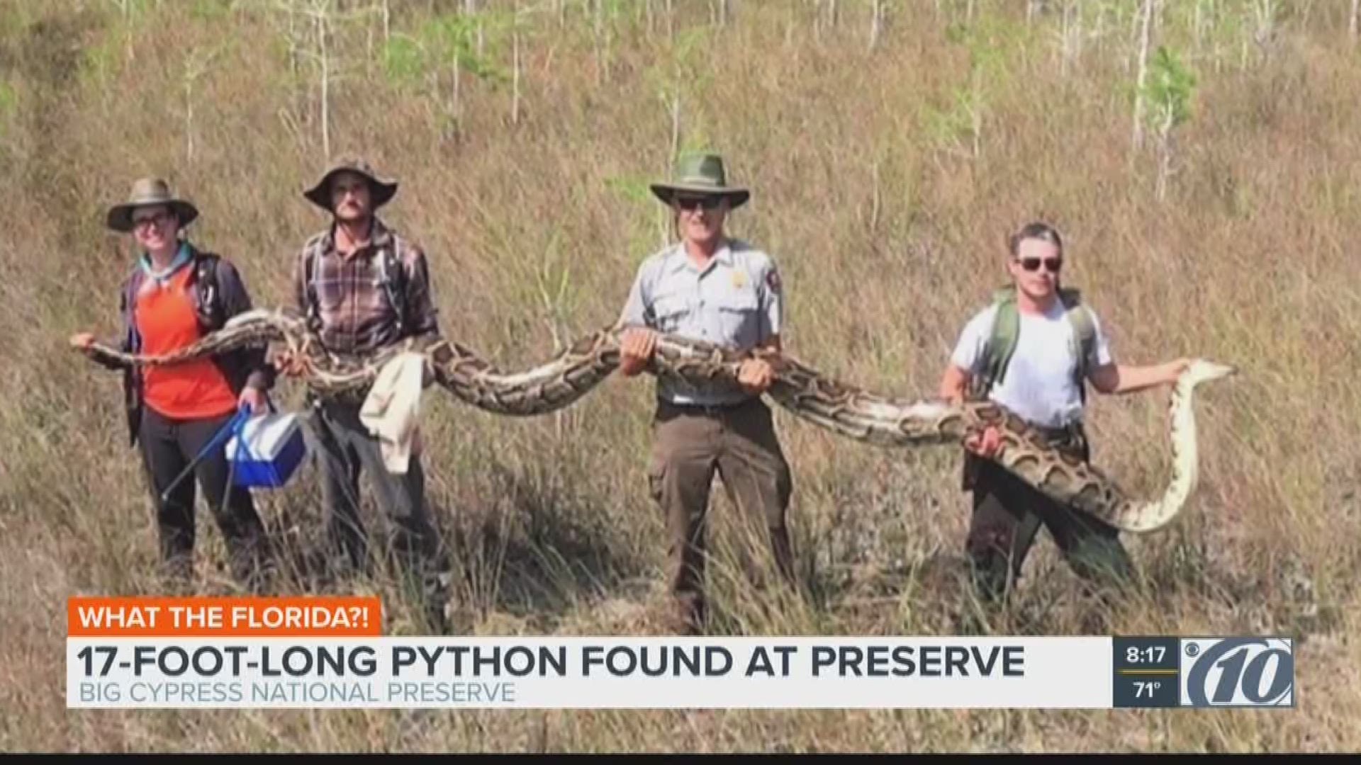 The snake was more than 17-feet-long, weighed 140 pounds and had 73 developing eggs in her.