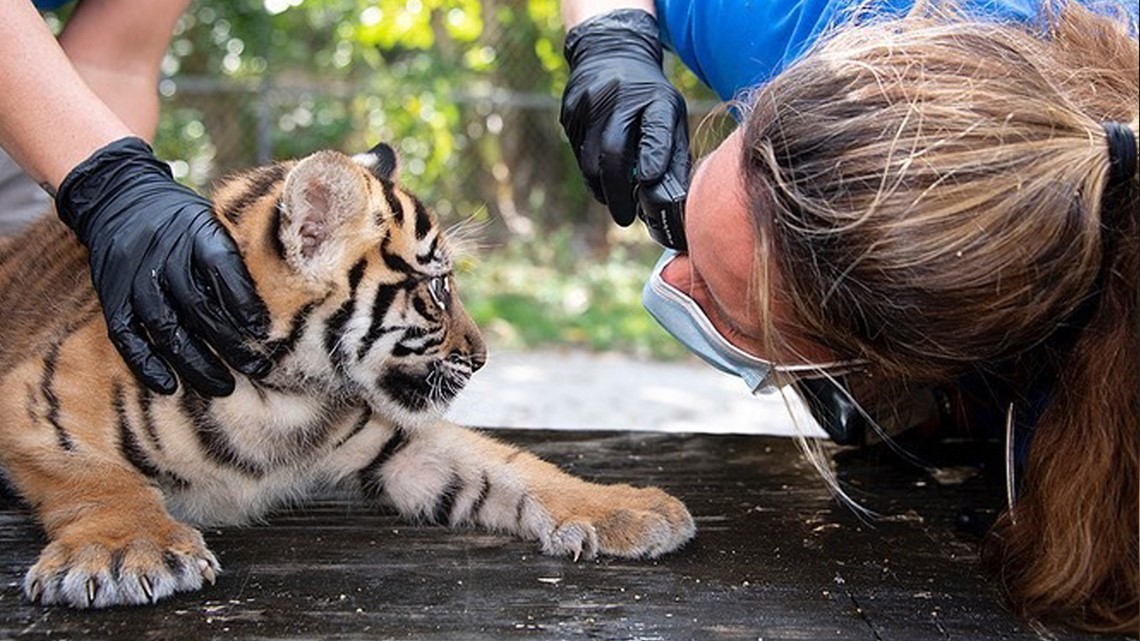 Indianapolis Zoo tiger cubs make public debut Friday