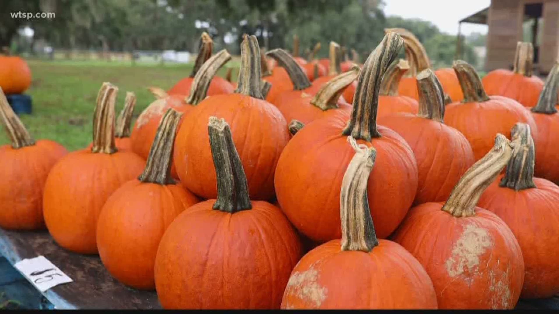 Brightside's Caitlin Lockerbie gets a taste of fall in Florida with a tour of the historic Fox Squirrel Corn Maze in Plant City.