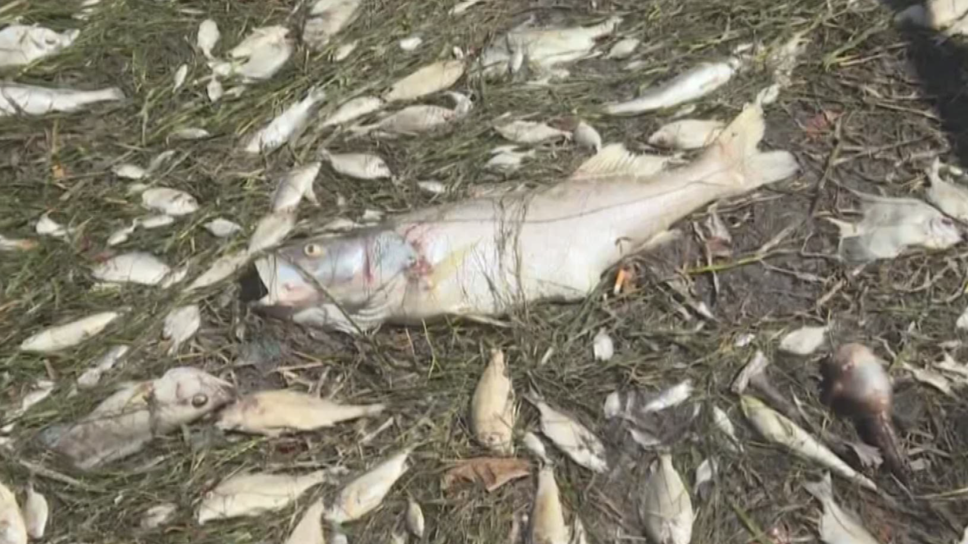 The dead fish, dolphins and the nasty smell of murky water all came with the red tide that plagued Florida’s Gulf coast last summer.

Mote Marine Laboratory in Sarasota is working to make a spray they believe could reduce the toxins red tide releases.

While researchers are still working on a finding a compound that works, when they do, they say the results could be a game changer