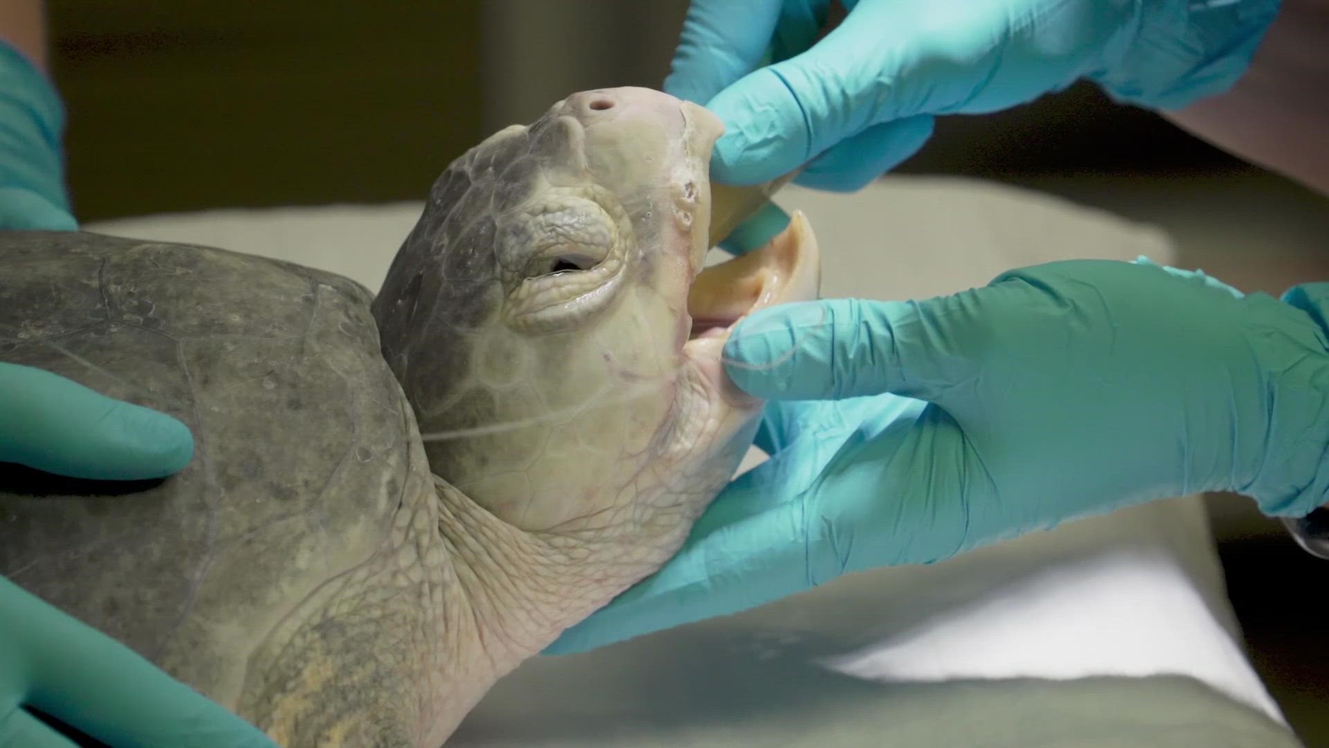 After receiving treatment for infections, red tide exposure and surgery, the four turtles were cleared for release.