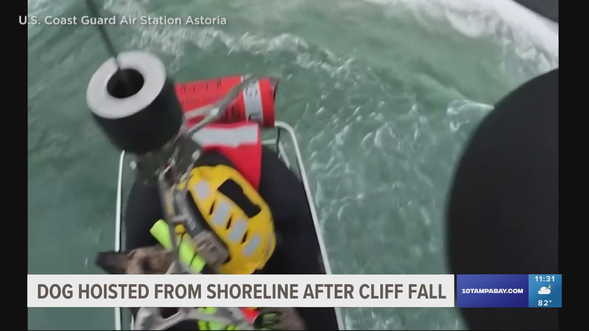 The German Shepard fell about 300 feet down a cliff to a remote section of beach in Ecola State Park near Cannon Beach. A helicopter crew was able to rescue her.